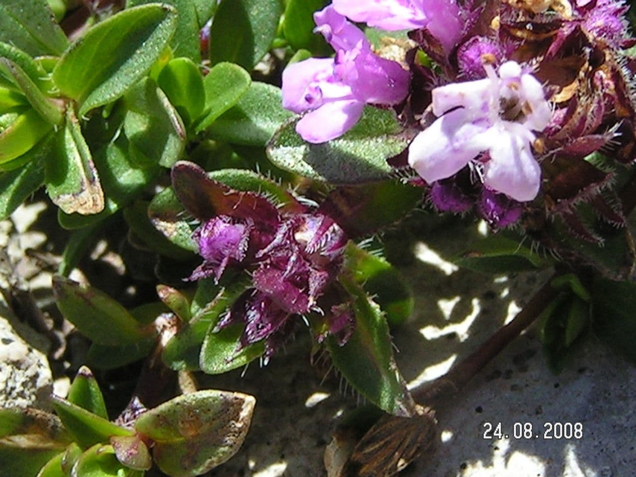 Violette Bluten der Nerven-Thymian-Pflanze