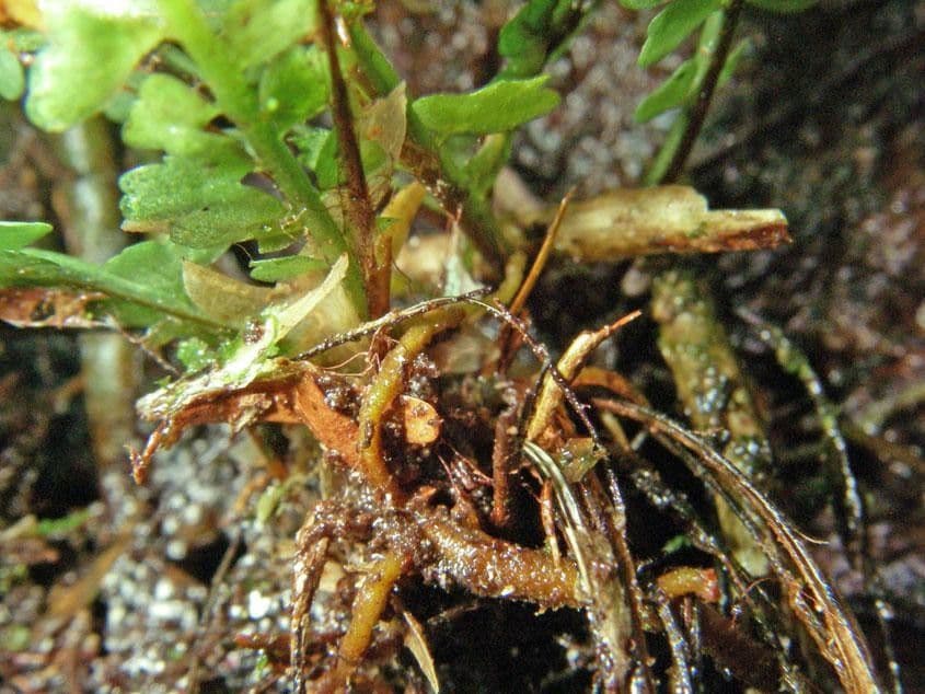 West Indian Spleenwort fern with feathery green fronds