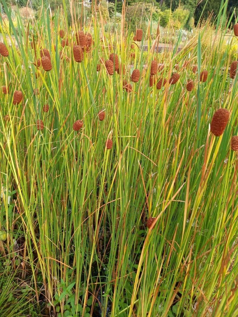 Laxmann-rietkolom met karakteristieke bruine bloemkopjes