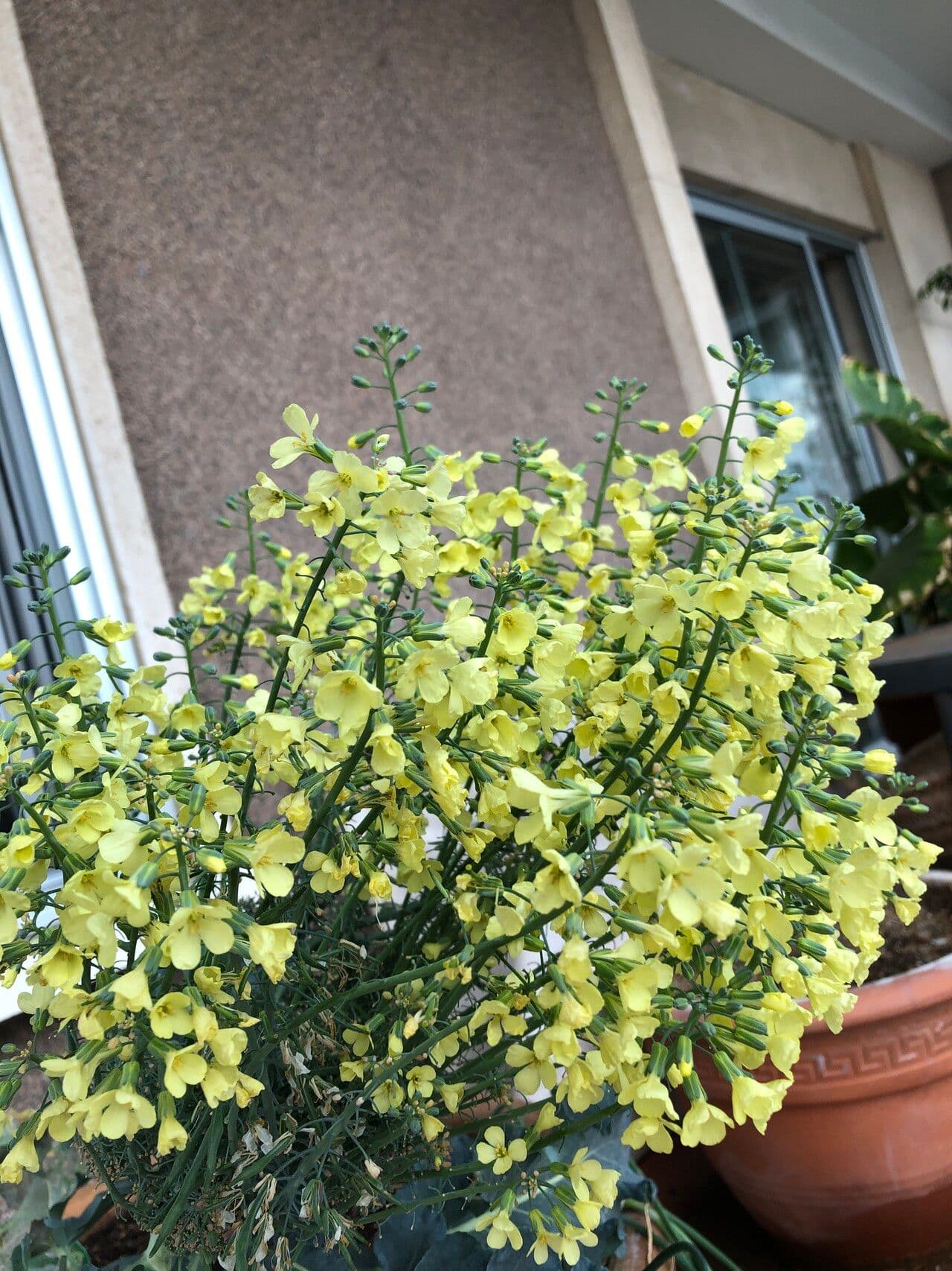 Fleurs jaunes du chou de Crete (Brassica cretica) sur une pente rocheuse