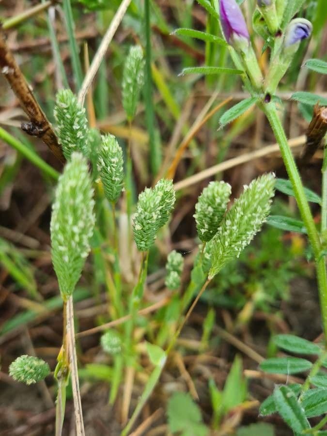 Sandlieschgras in Blüte mit goldenen Ähren