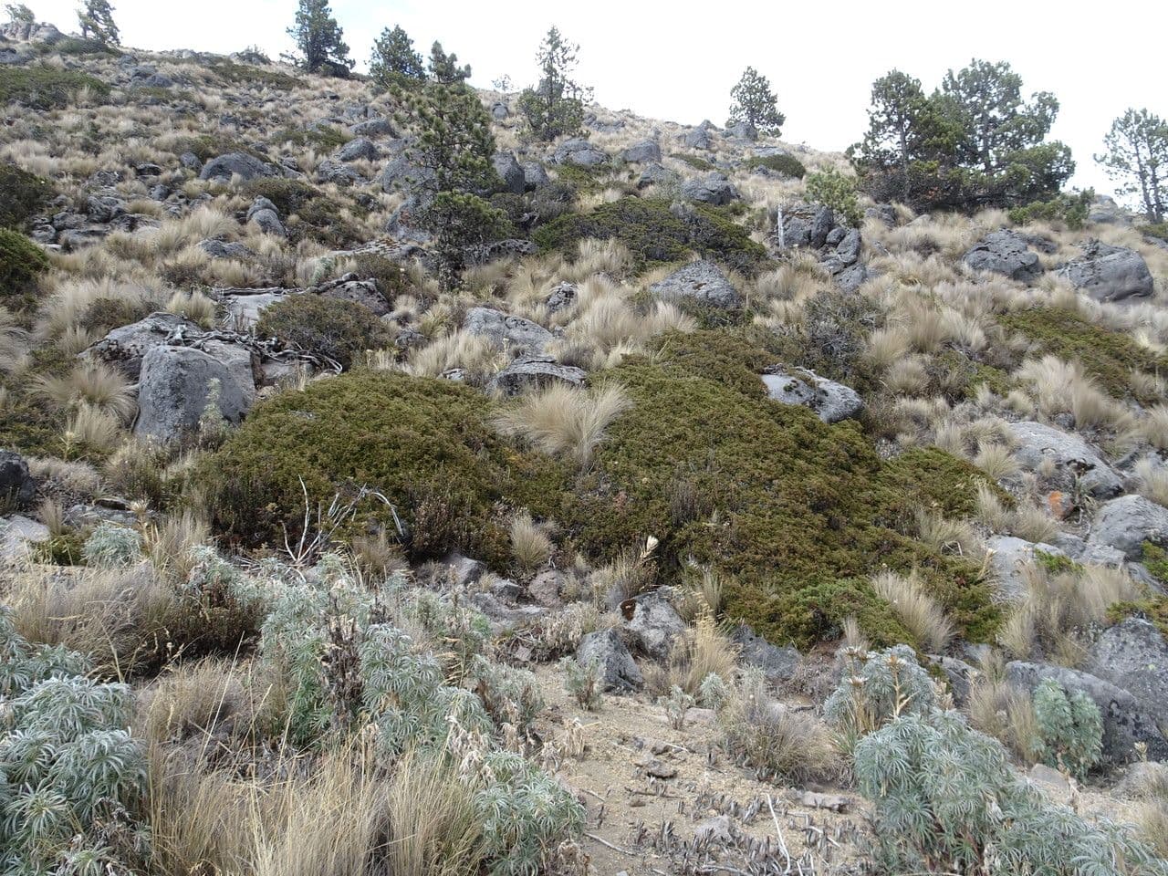 Compact branches of Juniperus monticola with scaly foliage