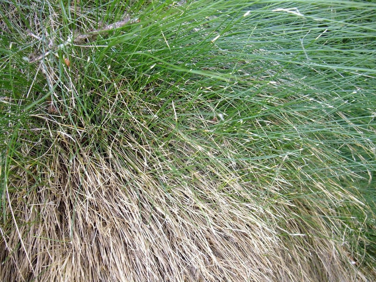Fétuque bigarrée avec croissance compacte et fleurs jaunâtres en juillet