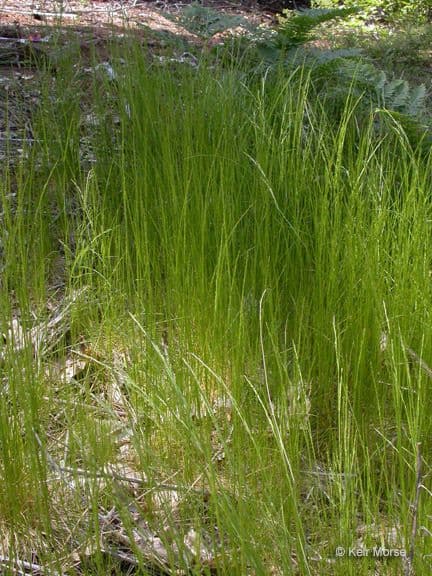 Deschampsia elongata met slanke, aireige pluimen in tegenlicht