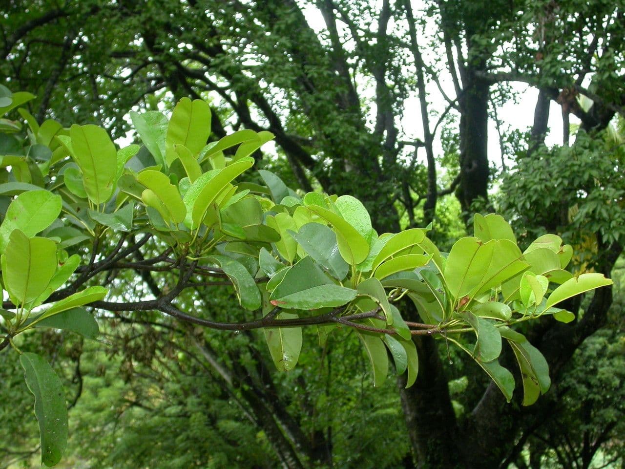 Manilkara bidentata avec ses feuilles vert brillant dans une foret tropicale