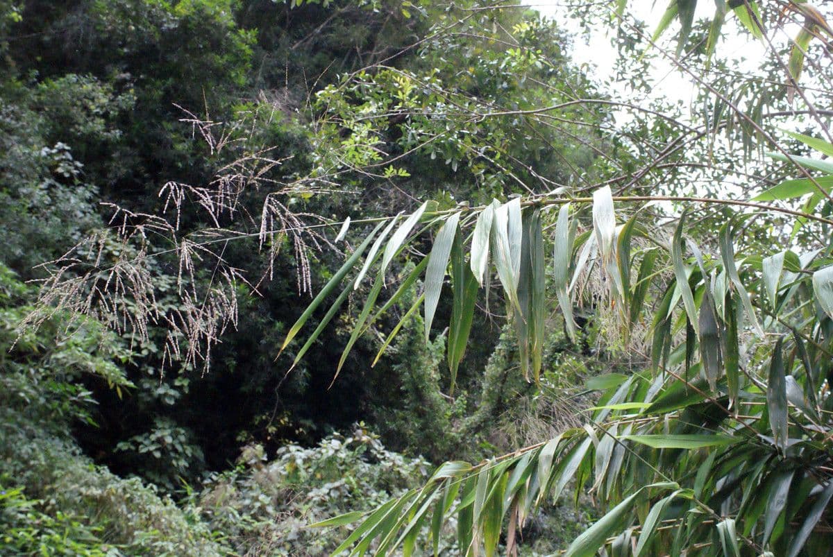 Sorghum arundinaceum - common wild sorghum showing its tall habit and seed plumes