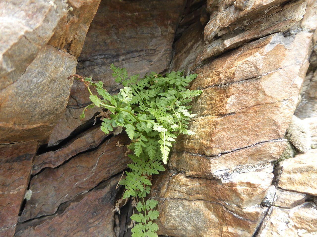 Blaasvaren (Cystopteris fragilis) in natuurlijke rotskloof met lichtgroene bladeren