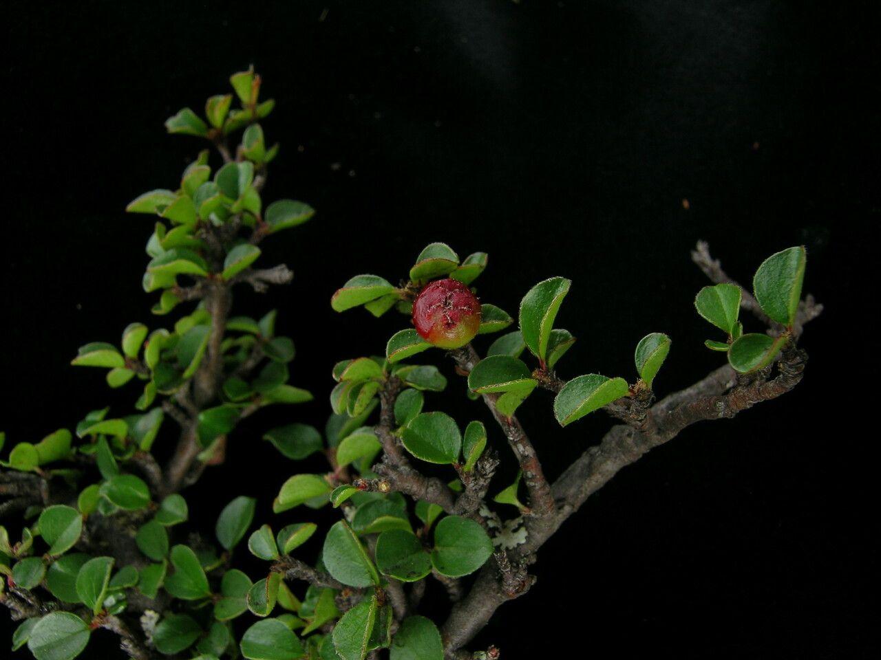 Creeping cotoneaster with orange-red berries cascading over a stone wall in autumn light