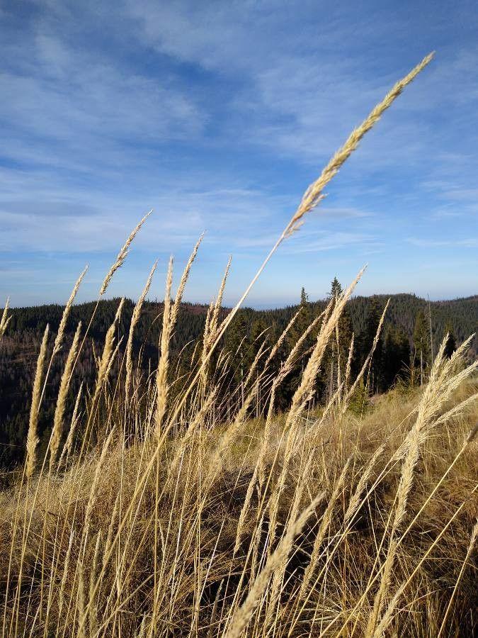 Land-Reitgras im Sommer in voller Blüte, mit aufrechten silbrig-lila Rispen über blaugrünem Laub.