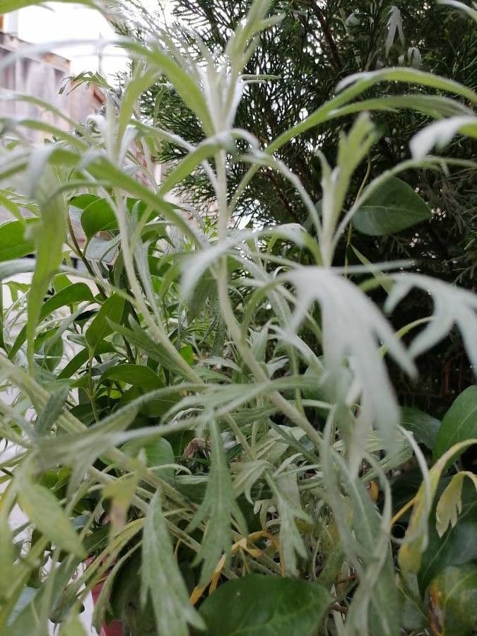 Louisianischer Beifuß mit silbernem Laub