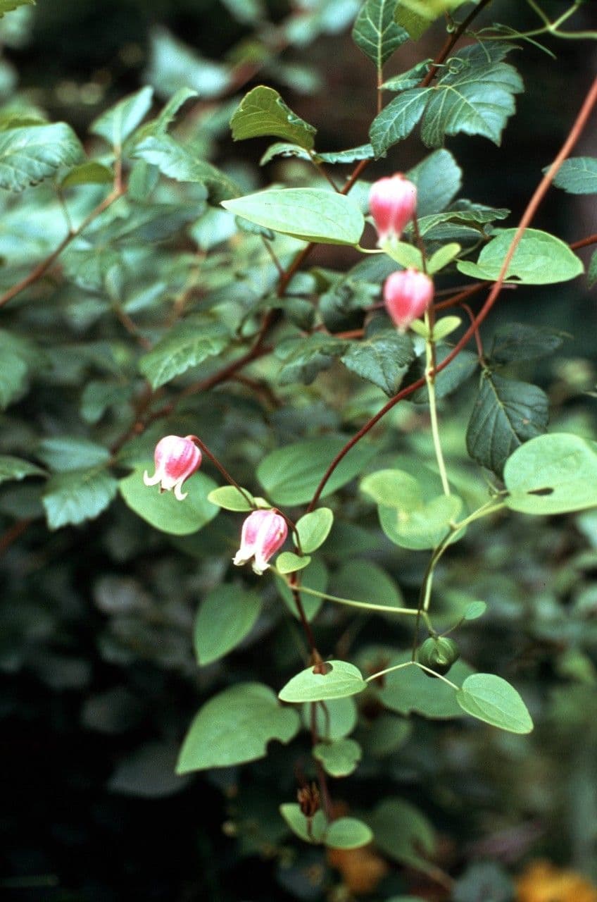 Clematis viorna - Leather-flower
