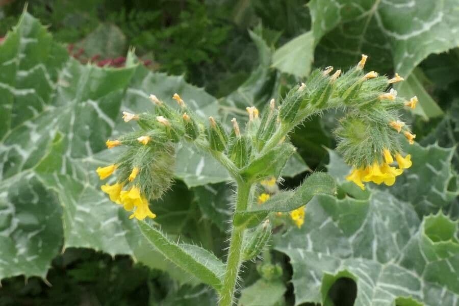 Fleurs jaunes d'Amsinckia calycina