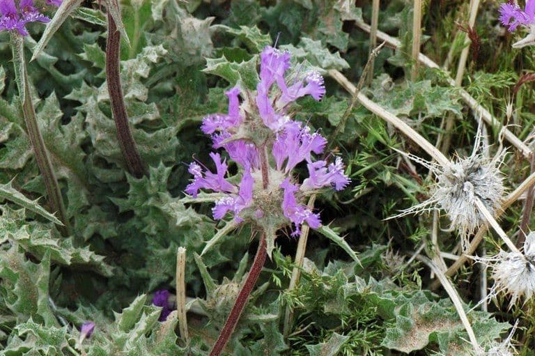 Paarsblauwe bloemen van distelsalie tegen groene bladeren