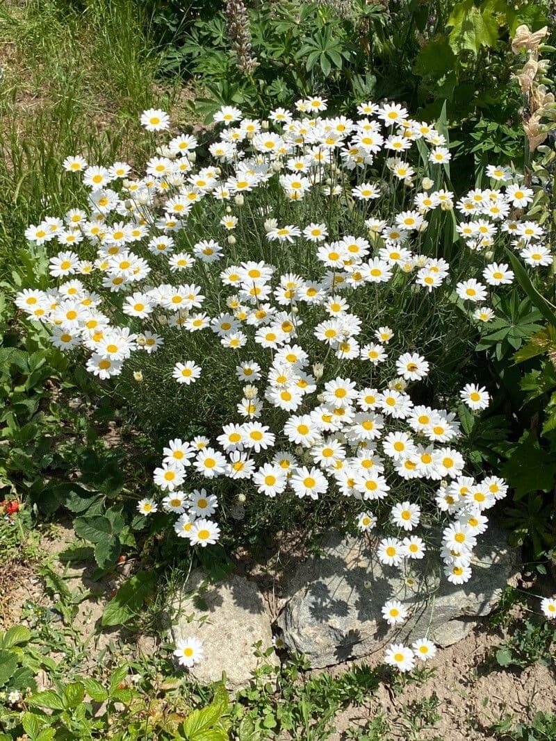 Dalmatiner Insektenblume mit weissen Bluten