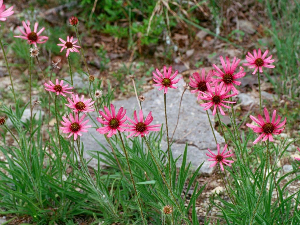 Echinacea tennesseensis fleur de cone pourpre du Tennessee avec petales roses