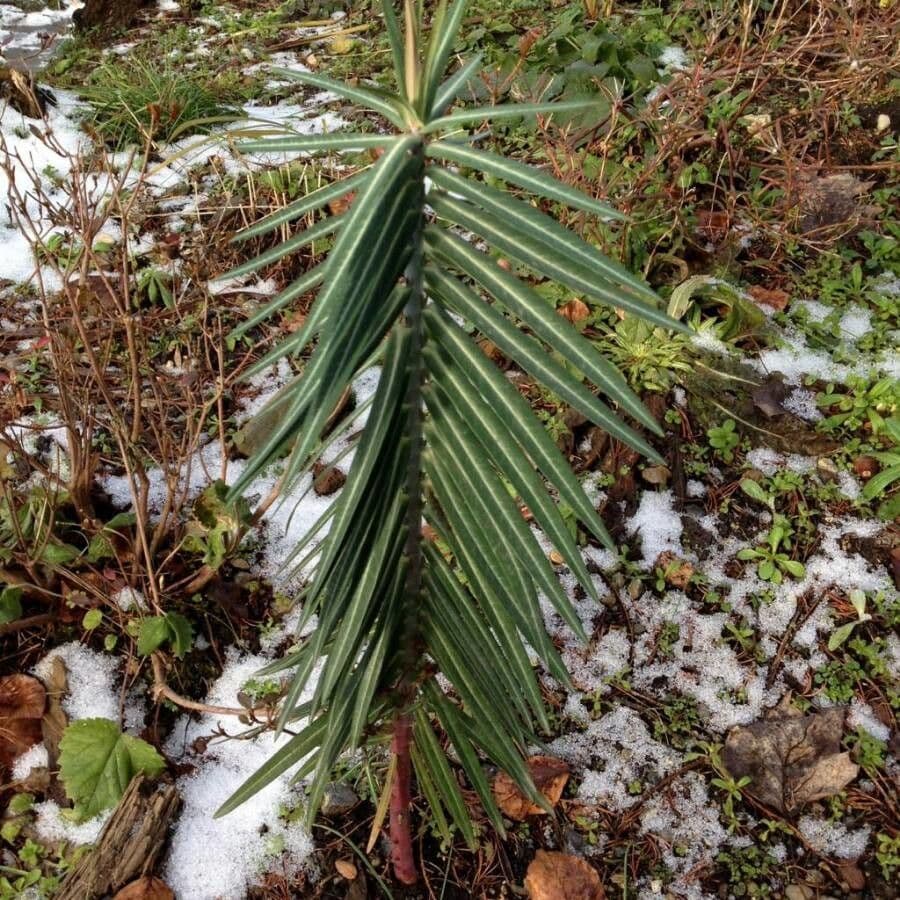 Kreuzblättrige Wolfsmilch (Euphorbia lathyris) ausgewachsene Pflanze