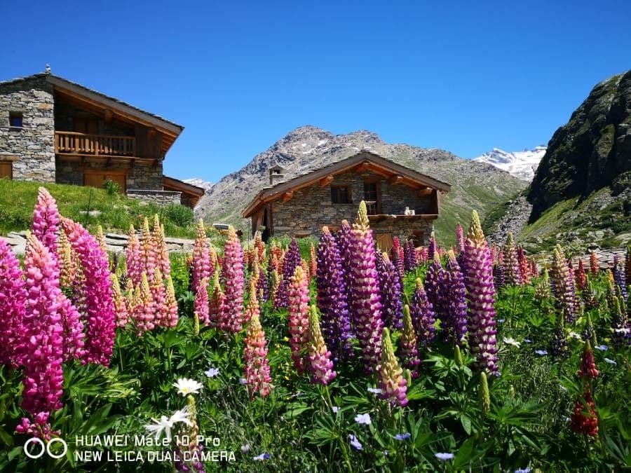 Lupin bleu avec ses épis de fleurs d'un bleu profond sous le soleil d'été