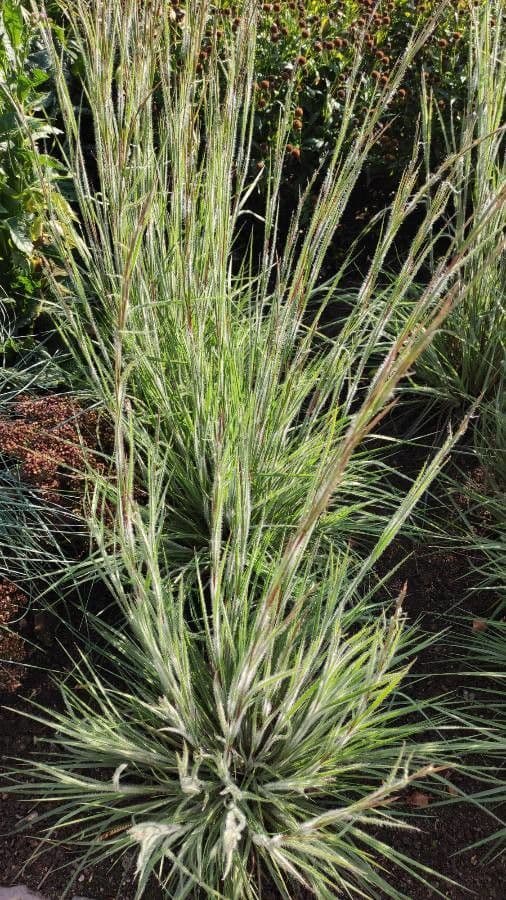 Danthonia unispicata Einahren-Danthonie als feinblattrige kompakte Hortform im Steingarten