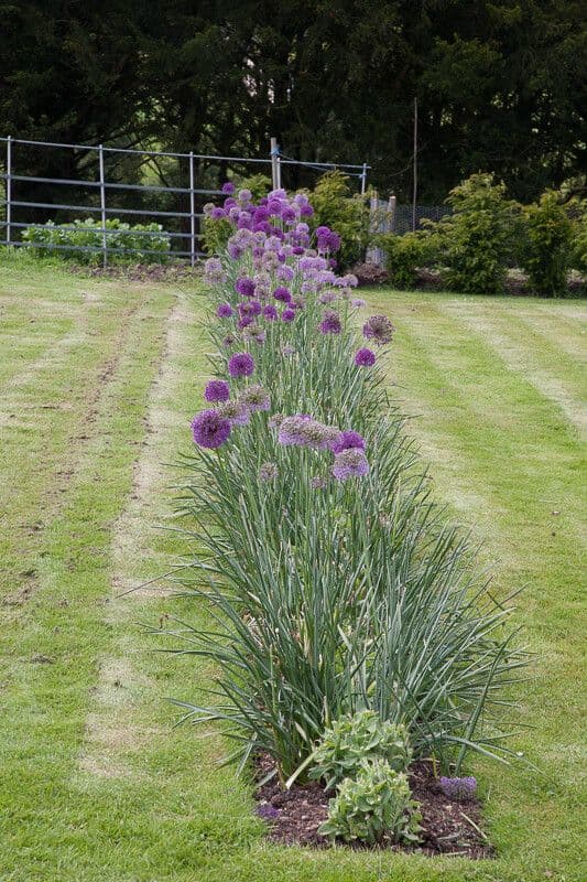 Fleurs pourpres sphenques de l'Allium hollandicum