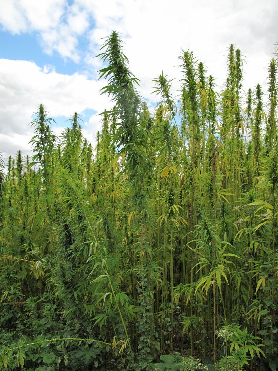 Hemp plant in full growth in a sunny garden spot