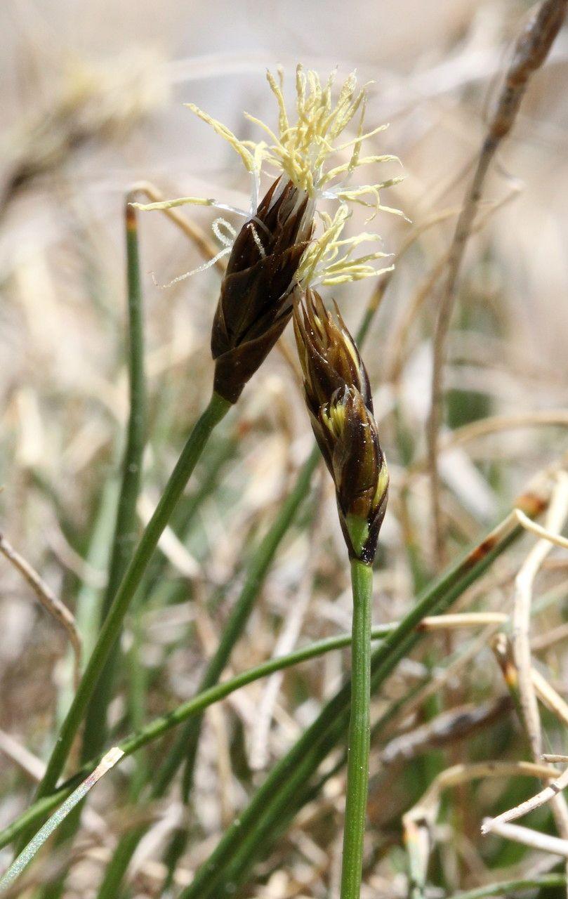 Carex curvula in natural alpine setting, forming dense, low cushions in soft green tones
