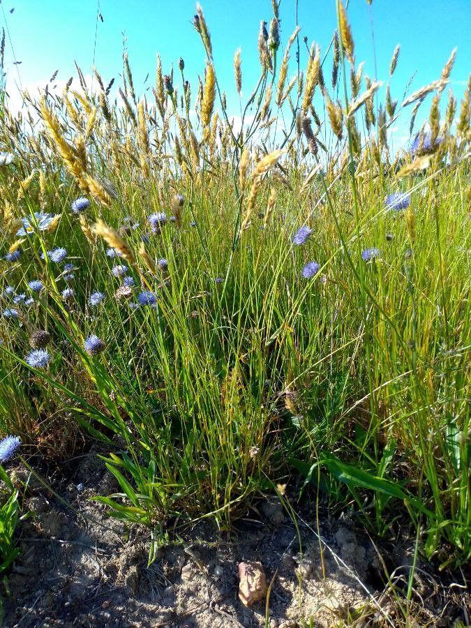 Gewöhnliches Ruchgras in voller Blüte auf einem sonnigen Hang, mit gelben Blütenrispen und duftendem Laub.