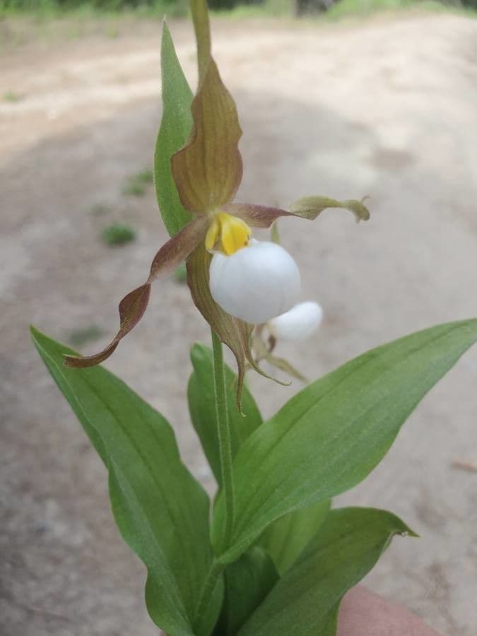 White mountain lady's-slipper orchid flower with red accents