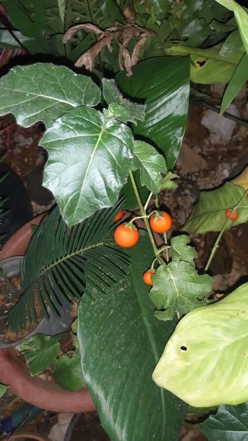 Solanum capsicoides solanum a baies avec fleurs blanches et fruits globuleux orange vif