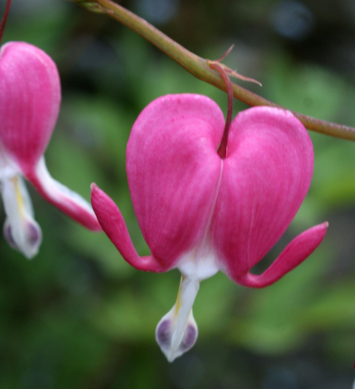 Fleur de coeur saignant en rose et blanc, fleur en forme de coeur
