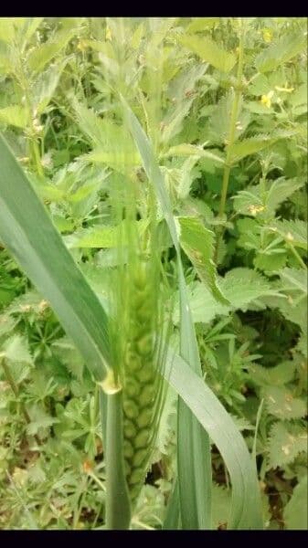 Poulard tarwe met dikke aren in een veld