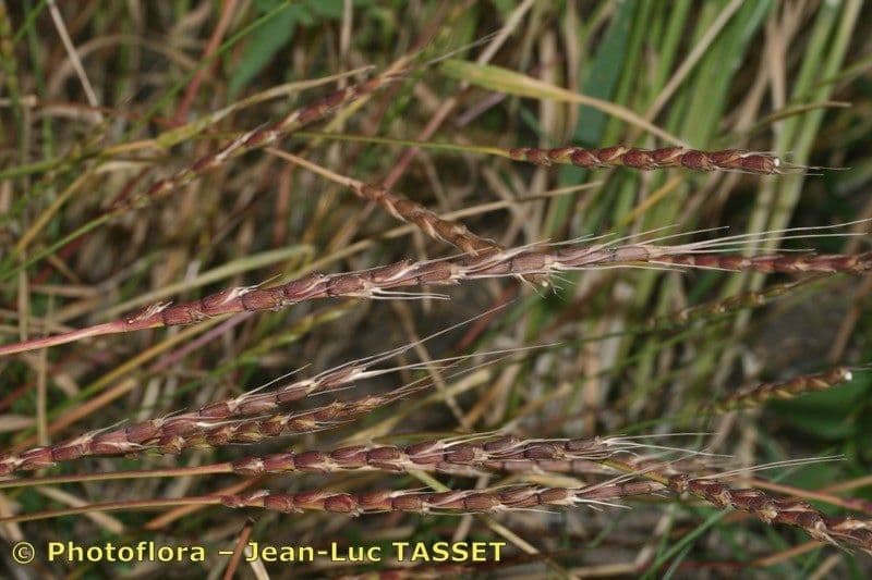 Aegilops tauschii goat grass