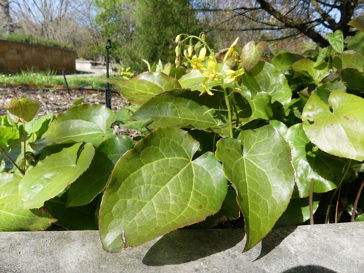 Epimedium pinnatum with feathered foliage