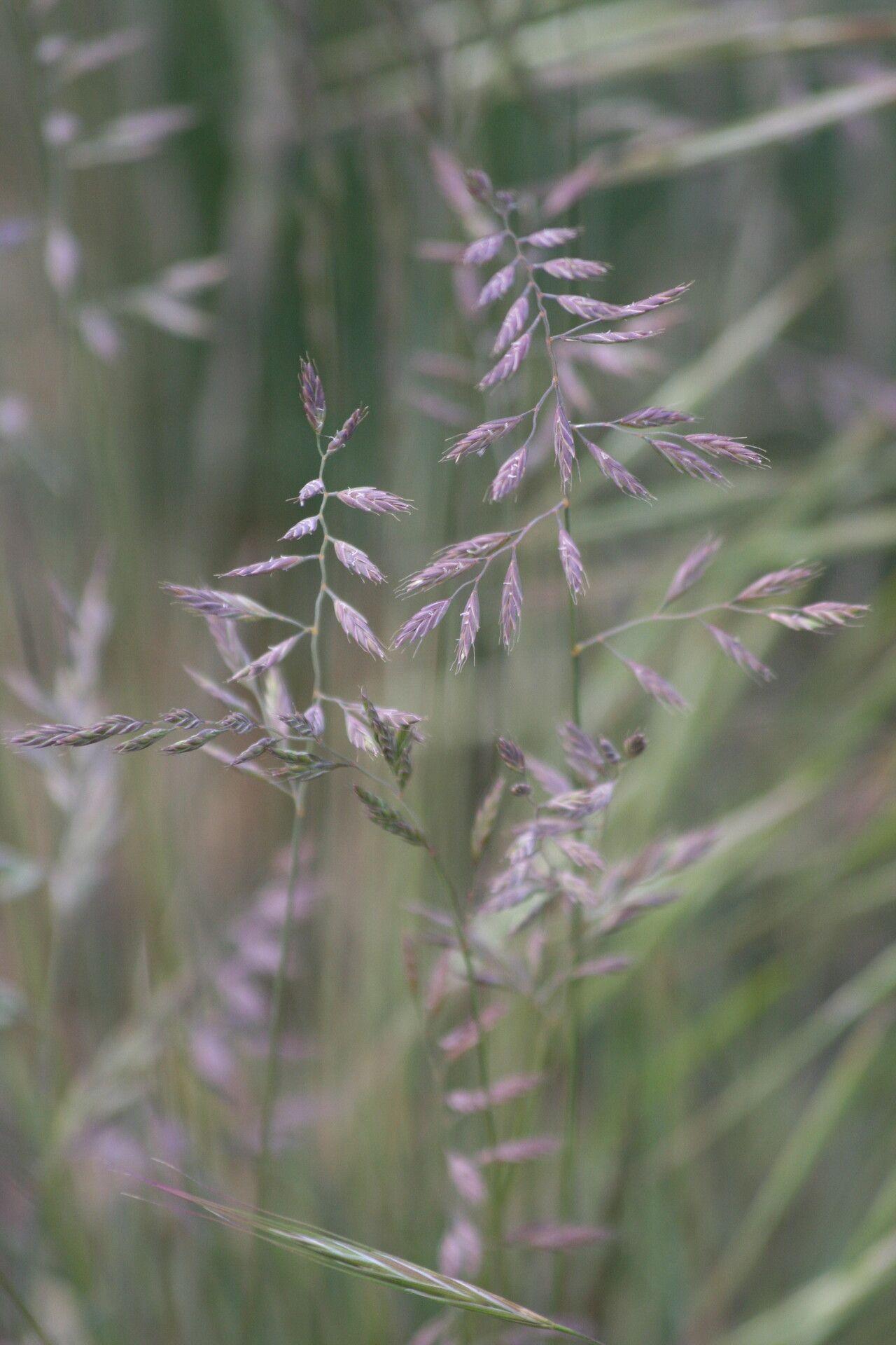 Büschel Raublattschwingel mit feinen, blaugrünen Blättern in der Sonne