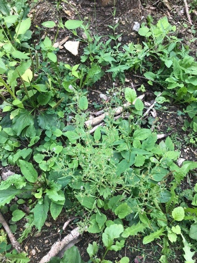 Petite linaire en fleur dans un jardin rocailleux ensoleillé, avec une croissance compacte et des fleurs violettes