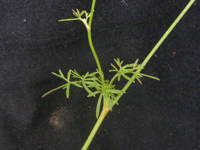 Ajowan plant with thin stems and finely feathered foliage