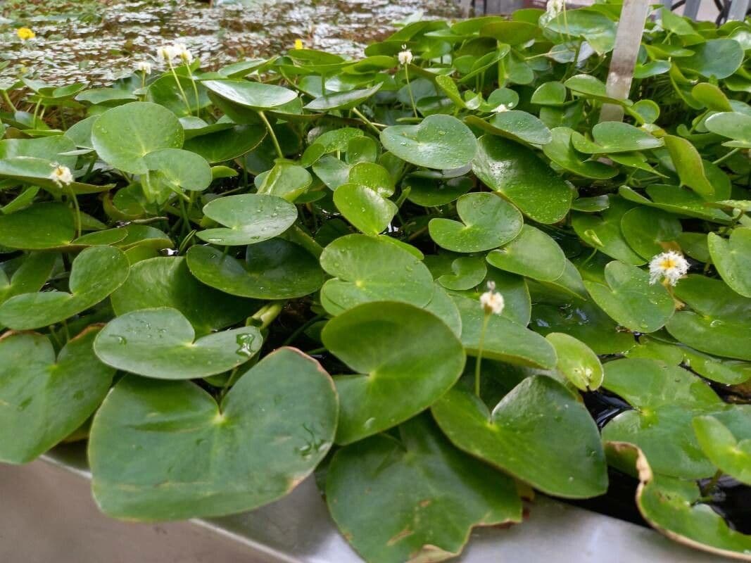 Asiatische Seebinse mit gelben Blüten und schwimmenden Blättern