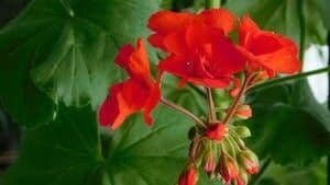 Fleurs rouge ecarlate brilliant de Pelargonium fulgidum