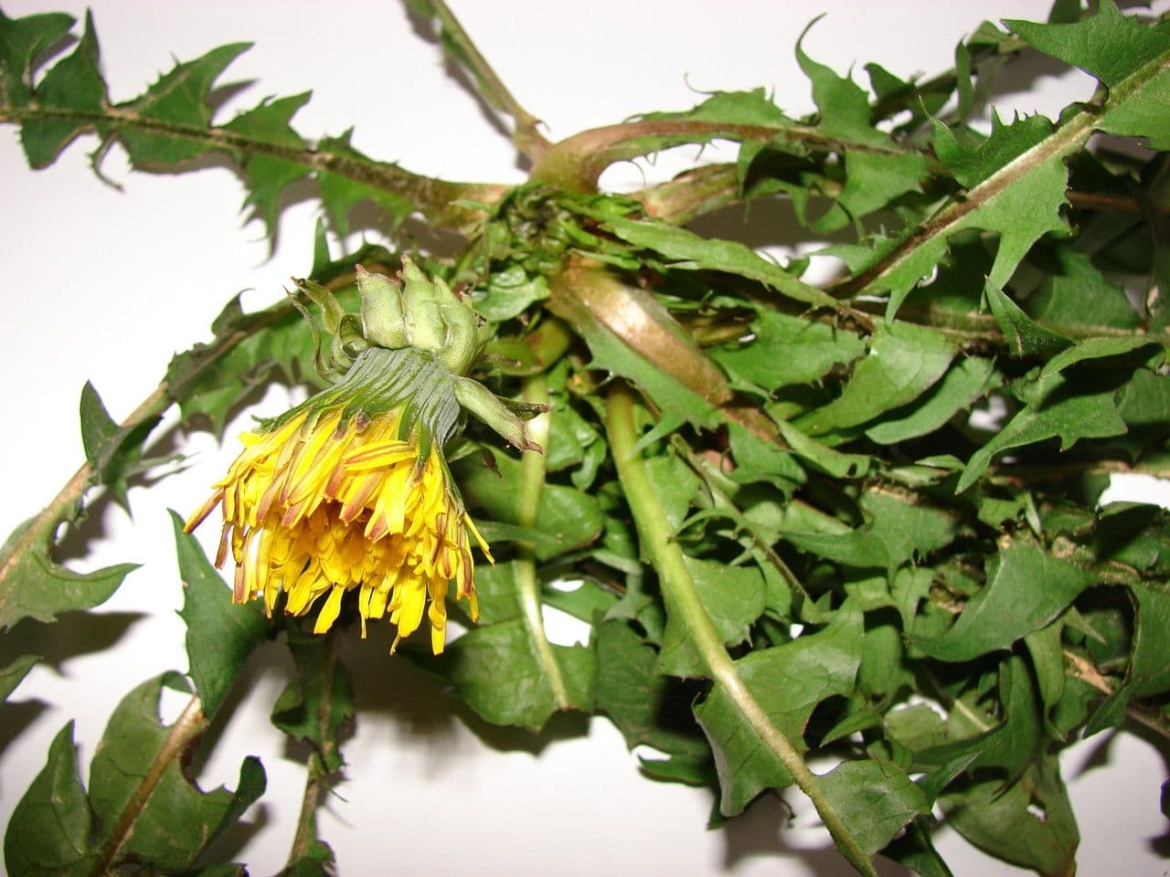 Gelbe Bluten des Taraxacum fasciatum mit charakteristischen gezahnten Blattern