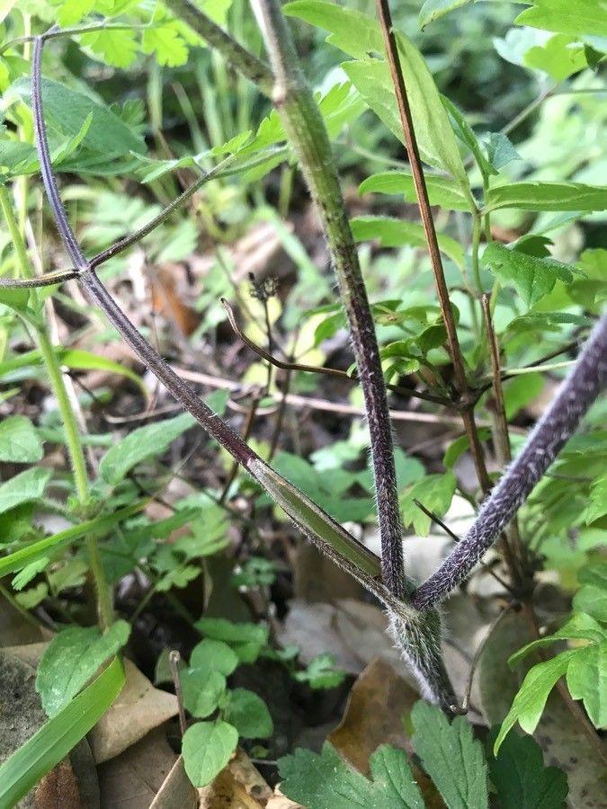 Taumel-Kerbel im Halbschatten eines Waldrandes, mit weißen Doldenblüten und behaarten Stängeln