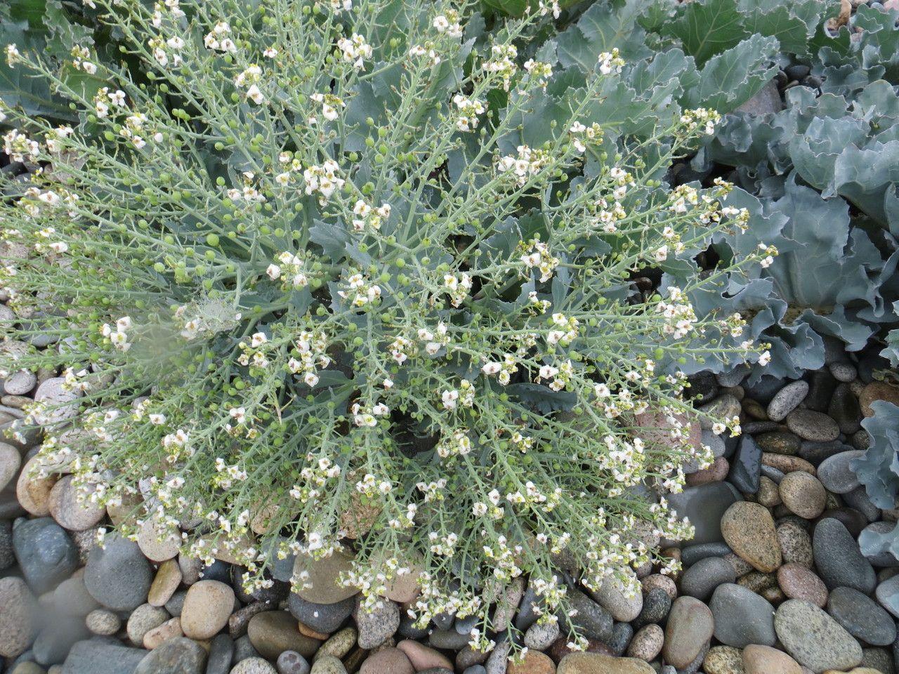 Meerkohl (Crambe maritima) in voller Blüte an einer sonnigen, salzigen Küstenlinie