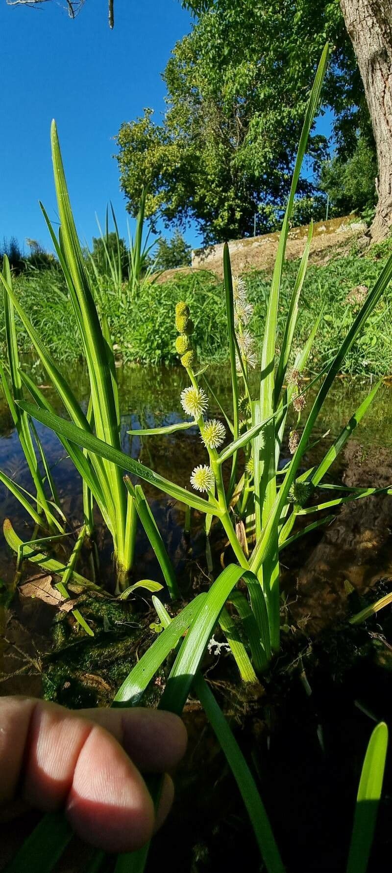 Europese egelskop (Sparganium emersum) met groene bloemhoofdjes in ondiepe wateren