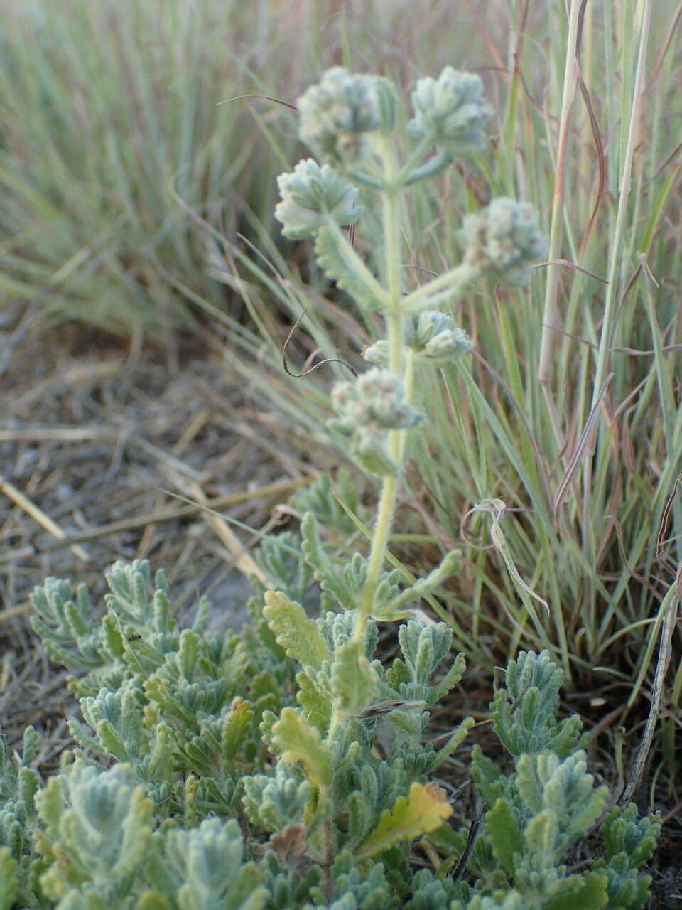 Teucrium capitatum mit dichten weissen Blutenkoepfen auf sonnigem Felshang