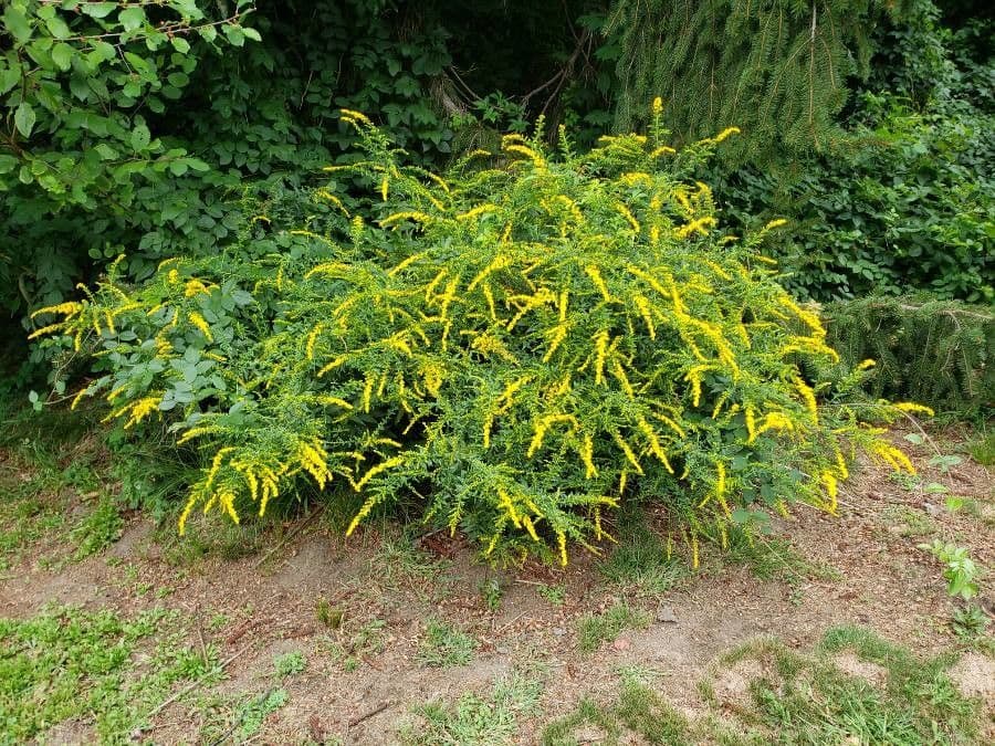 Ulmen-Goldrute (Solidago ulmifolia) mit charakteristischem ulmenartigen Laub und goldenen Blüten