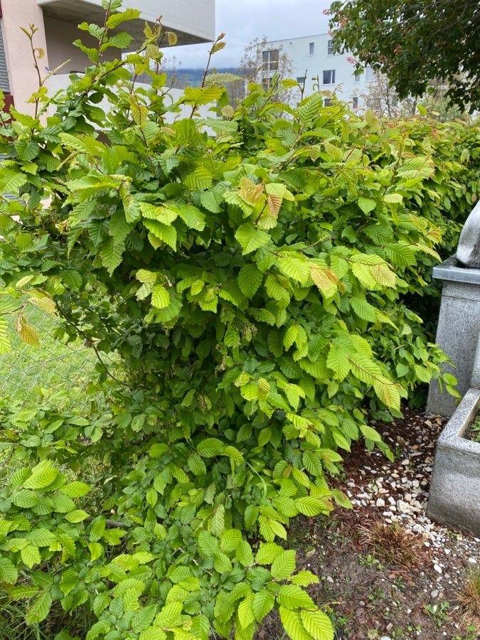 Ausgewachsene Hainbuche im Herbstlaub, entlang eines Gartenwegs gepflanzt