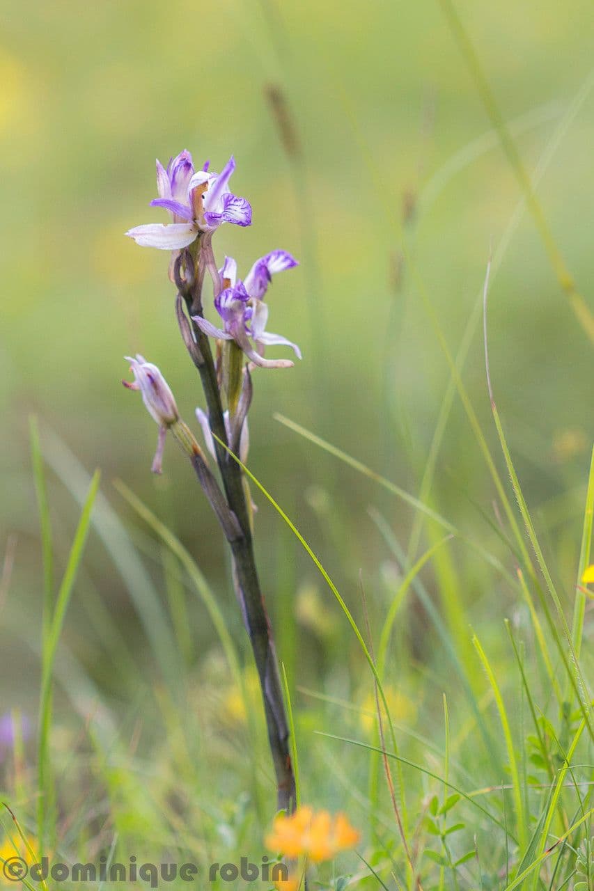 Fleurs du limodore violet