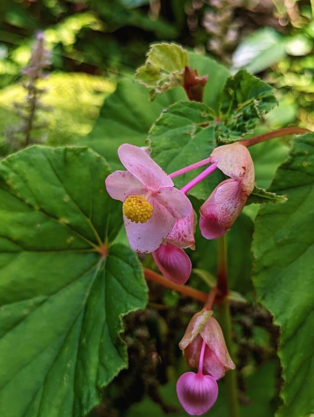 Hardy Begonia Bluten in voller Blute