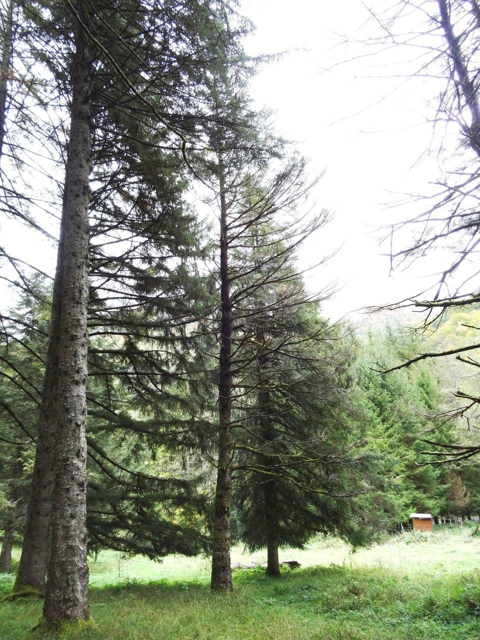 Picea likiangensis - Lijiang spruce