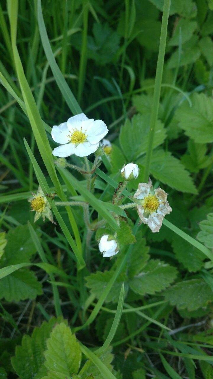 Grote bosaardbei met witte bloemen en groene bladeren in bosomgeving