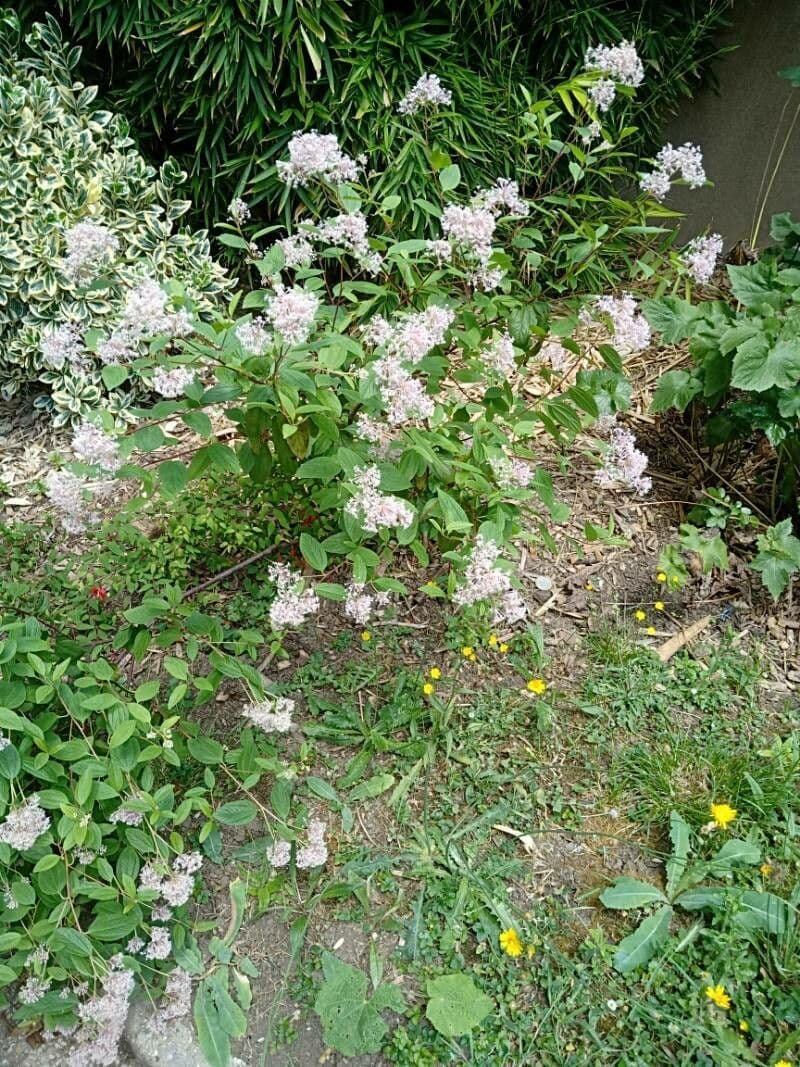 Ceanothus americanus wilde sneeuwbal met witte bloemen