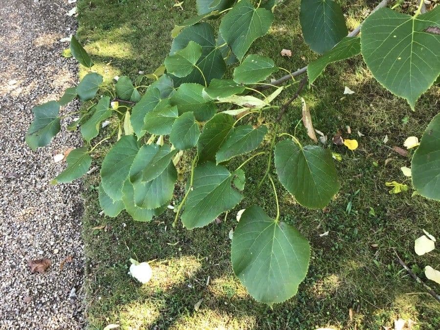Tilia oliveri boom met hangende takken en delicate bladeren